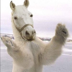 Meet your Posher, Donovan